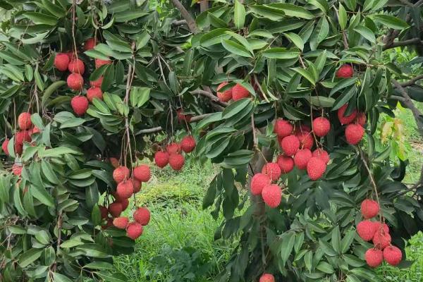 荔枝的产地，主要生产地区在我国的广东、广西、四川等