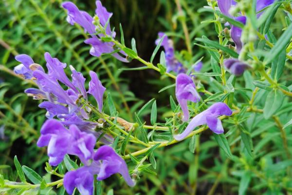 种植什么药材能赚钱，可以选择桔梗、金银花、枸杞等