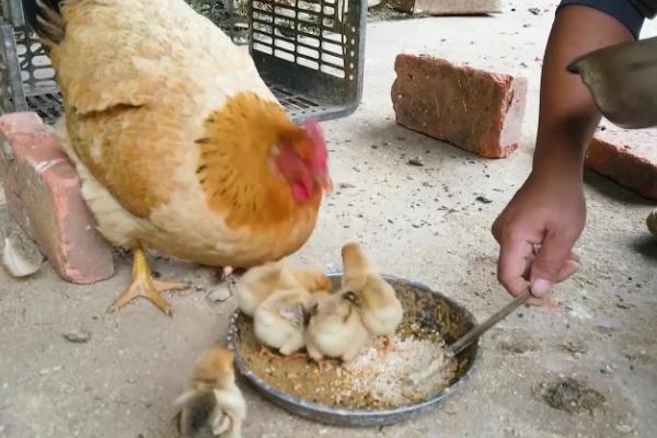 如何喂养小鸡才能快速生长，5周龄之前要增加饲喂次数