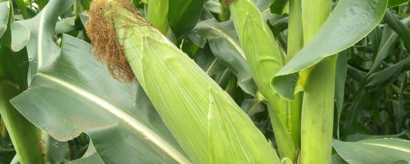 吉农糯111玉米品种的特性，4月下旬至5月上旬播种