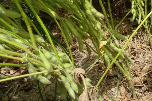 开豆18大豆种子特点，及时防治大豆蚜虫和食心虫