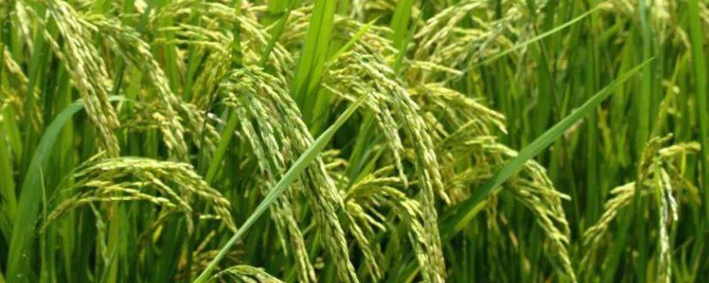 富友稻336水稻品种的特性，生育期161天左右
