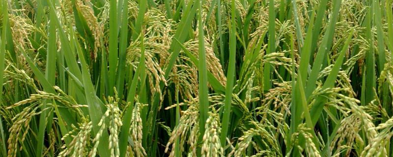 桥润粳9号水稻品种简介，4月上旬播种