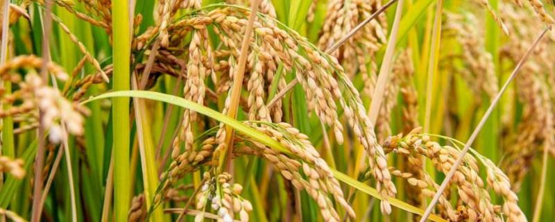 北粳3号水稻种子特征特性，属中熟品种