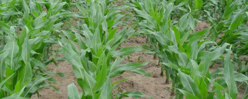 远科1号玉米品种简介，4月下旬至5月上旬播种