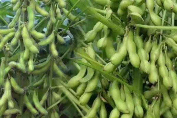 九青豆大豆种子特点，中晚熟品种