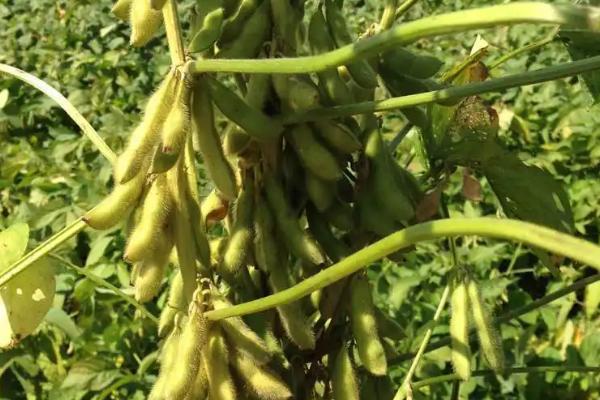 长农34大豆品种的特性，中晚熟品种