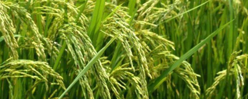 吉大158水稻种子介绍，生育期间注意及时防治稻瘟病
