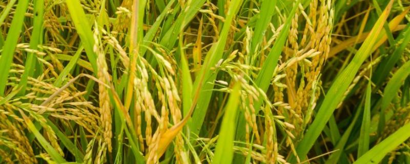 通育257水稻品种的特性，叶瘟表现中抗
