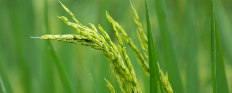 通禾822水稻品种简介，生育期138天