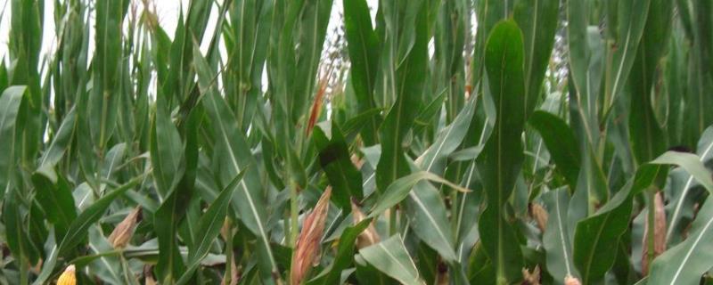 鑫科玉3号玉米种子简介，在适应区5月上旬至中旬播种
