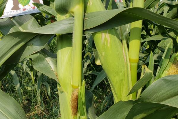 花糯3玉米种子特点，在适应区5月5日左右播种