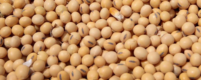 绥农52大豆品种简介，选择中等及以上肥力地块种植
