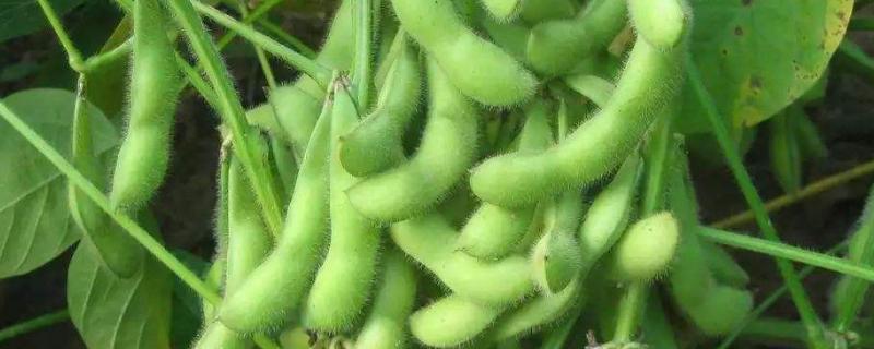 绥农50大豆种子介绍，该品种在适应区5月上旬播种