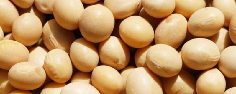 东农豆252大豆种子介绍，特用品种