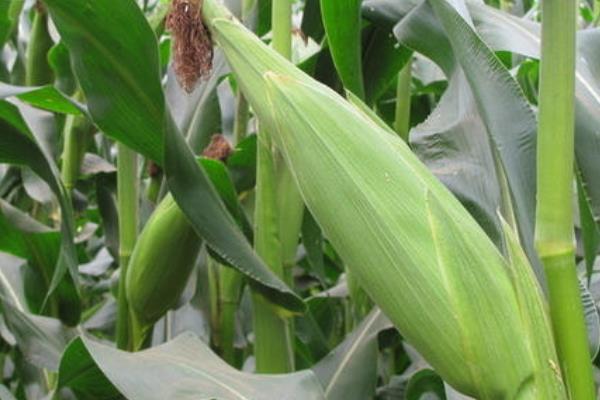 四季219玉米品种简介，种植密度不宜过大