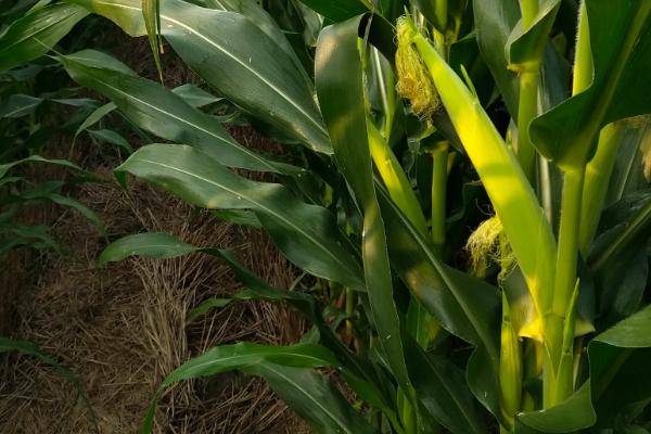 龙单83玉米品种简介，选择中等以上肥力地块种植