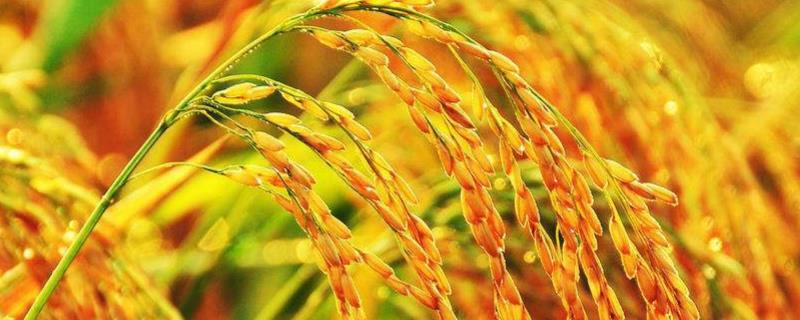 绥粳21水稻品种简介，该品种主茎12片叶