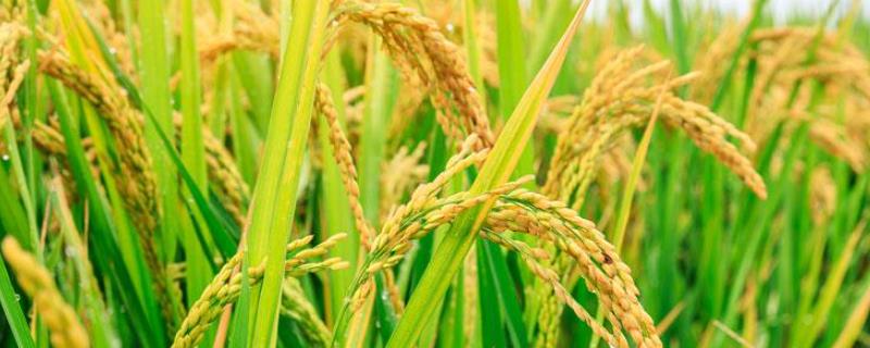 通梅892水稻种子简介，普通水稻品种