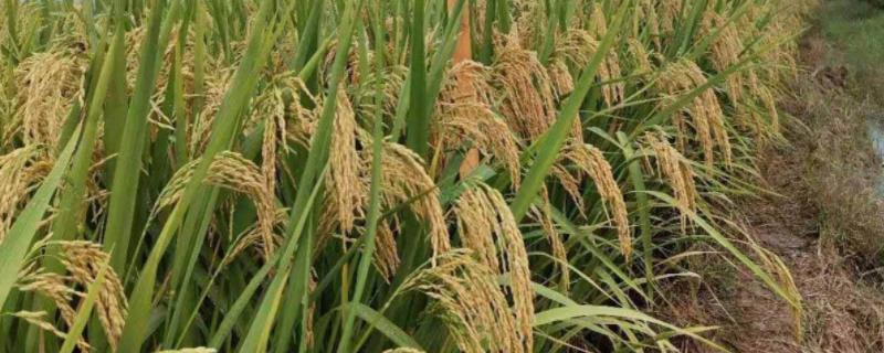 青角193水稻种子简介，每亩播种量4kg左右