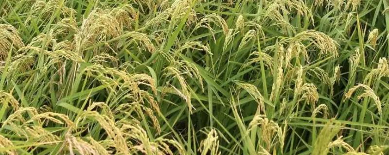 秋优122水稻种子特点，三系籼粳杂交水稻品种