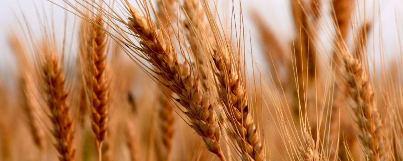 明麦133小麦种子简介，适期播种每亩基本苗16万左右