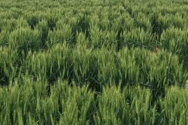 明麦133小麦种子简介，适期播种每亩基本苗16万左右