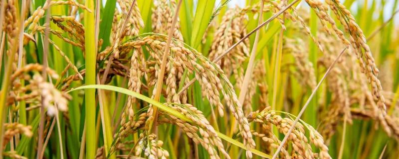 Y两优59水稻品种简介，旱育秧每亩净秧板播量20公斤