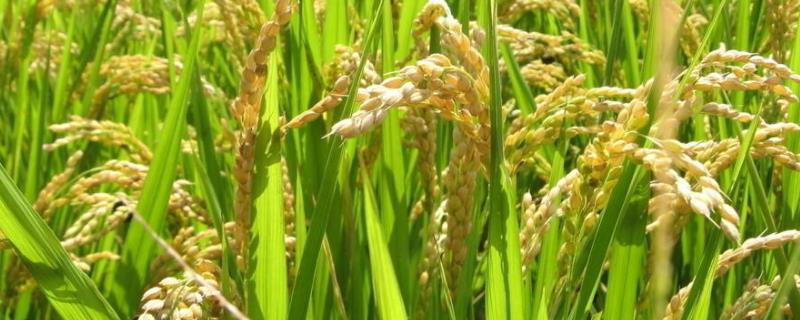 中嘉8号水稻品种简介，该品种长势繁茂