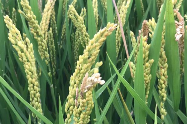 泰两优华占水稻种子特征特性，该品种长势繁茂