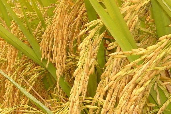 泰两优华占水稻种子特征特性，该品种长势繁茂