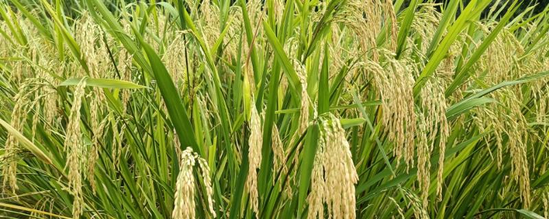 臻优177水稻种子介绍，插植密度20厘米×23厘米
