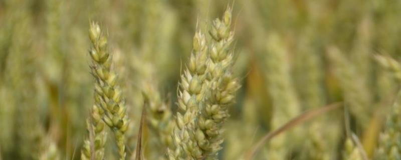 苏泰麦1号小麦种子介绍，全生育期222天