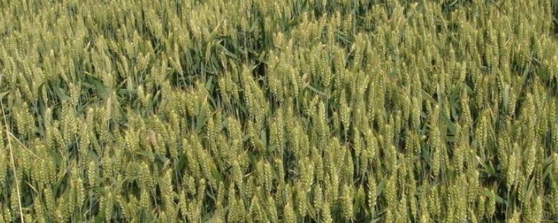 瑞华麦218小麦种子特点，中抗白粉病（病级3级）