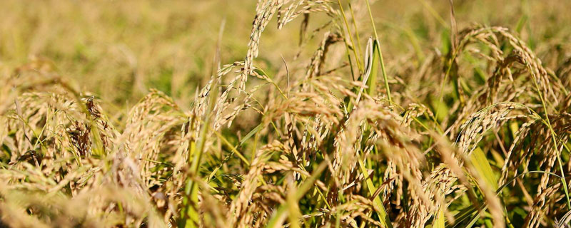 深两优876水稻品种简介，秧田播种量每亩6-7公斤