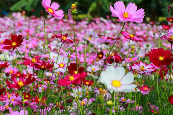 格桑花又叫什么花，也叫波斯菊、金露梅等