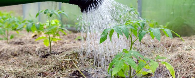 大棚西红柿怎么浇水，结果前期每隔7-10天浇一次