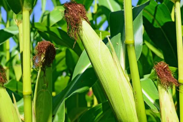 高锐思341玉米品种的特性，用种衣剂包衣防治地下害虫