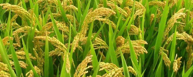 美锋稻669水稻种子特点，生育期154天左右