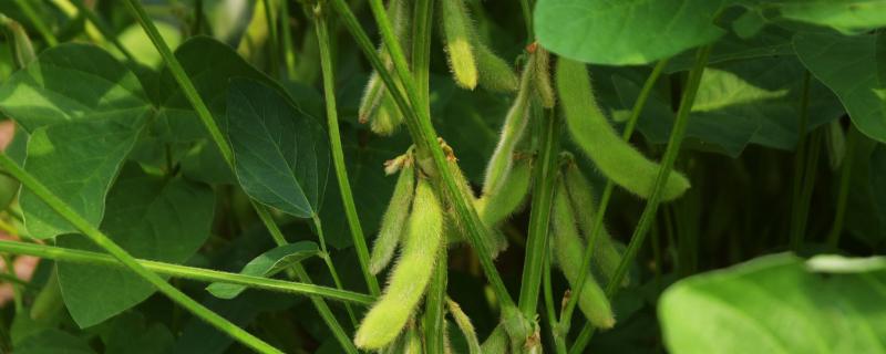 长密豆30大豆种子介绍，8月中旬及时防治大豆食心虫