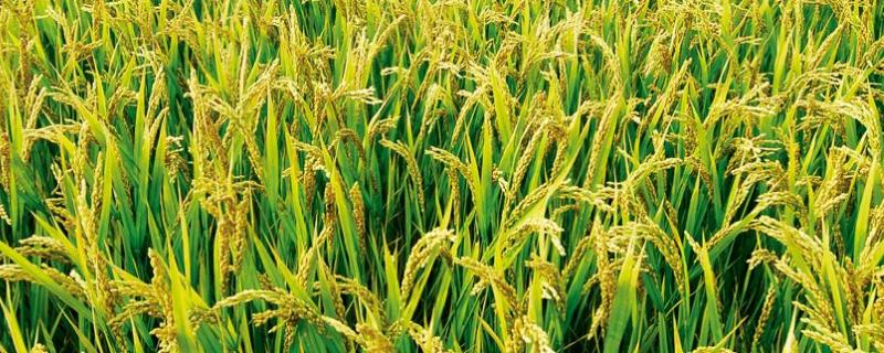 夷优180水稻种子特征特性，每亩有效穗15.9万
