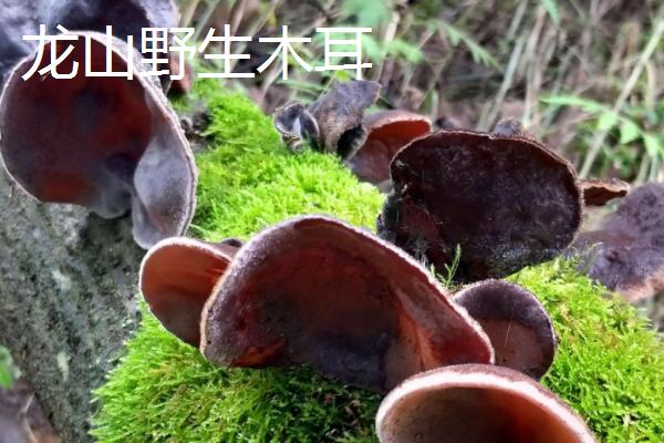 云南安宁市的特产，有龙山野生木耳、安宁红梨等