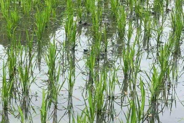 长粳6号水稻种子特征特性，适宜播期5月1-5日