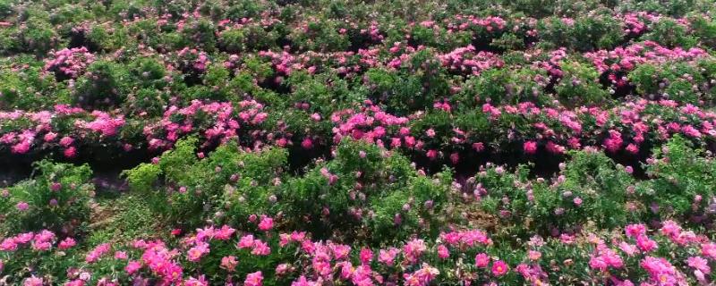 哪里有玫瑰花种植基地，基地在河北或者山东等地