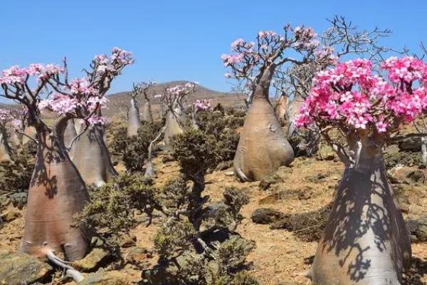 沙漠玫瑰怎样剪枝，抹芽处理是剪枝的基本要求