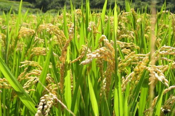 川农优445水稻品种的特性，注意防治稻瘟病