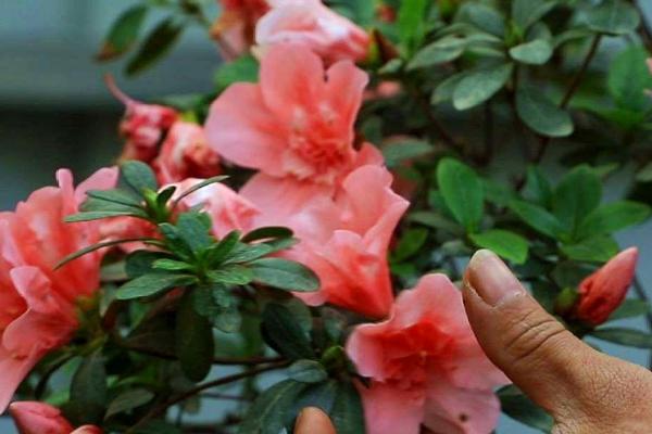 种杜鹃花适合用什么土壤，黑山土、黄山土、腐叶土都能使用