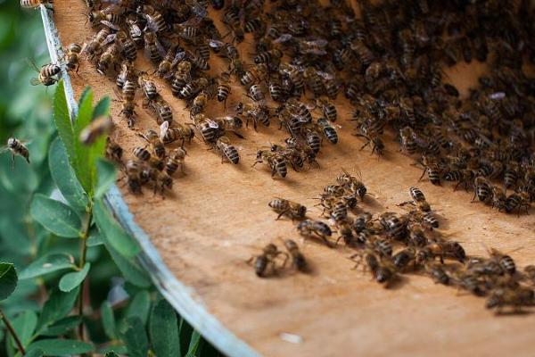 野生蜜蜂的捕捉方法，将蜂蜡涂抹在蜂箱中可起到引诱效果