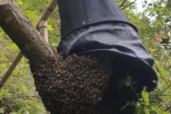 野生蜜蜂的捕捉方法，将蜂蜡涂抹在蜂箱中可起到引诱效果