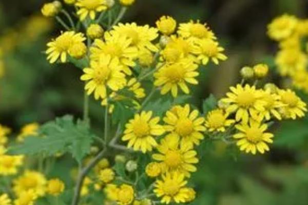 野菊花有什么特点，花瓣数量较多且颜色为嫩黄色